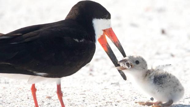 Un ave alimenta a su cría con una colilla en una playa de Florida