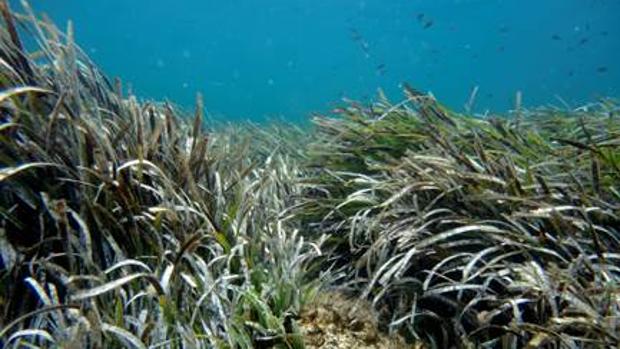 Pradera de «posidonia oceánica» en Formentera