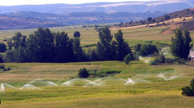Cultivo de regadío en Toledo