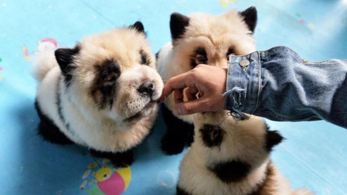 Polemica En China Por Tenir Perros Chow Chow Como Osos Pandas Como Reclamo Publicitario