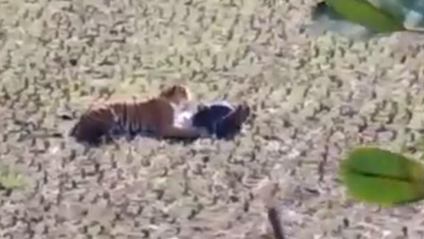 Video Un Hombre Finge Estar Muerto Para Salvarse Del Ataque De Un Tigre