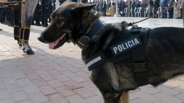 Perro policía