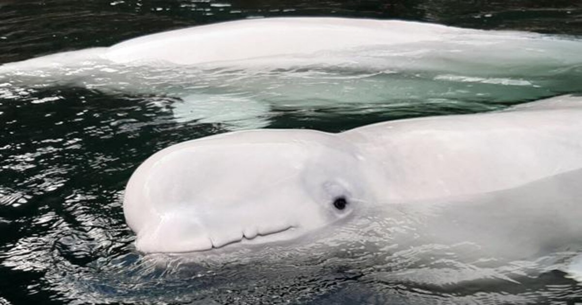 En Video Dos Ballenas Beluga Rehabilitadas Disfrutan De Su Primer Bano En Aguas Abiertas