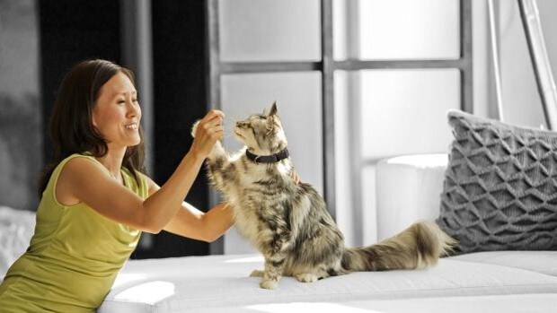 Cinco ideas para jugar con gatos... y celebrar su día