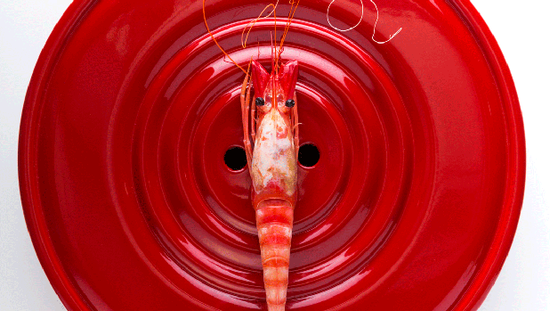 Gamba Roja de Dénia hervida en agua de mar