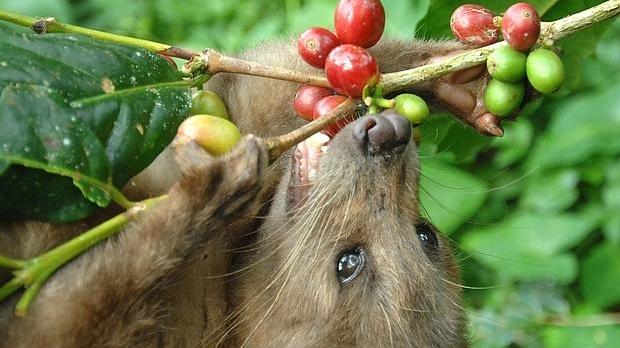 El Peculiar Origen Del Caf M s Caro Del Mundo