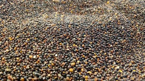 De la quinoa existen muchas variedades y colores