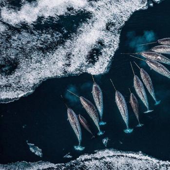 Fotografía de Paul Nicklen