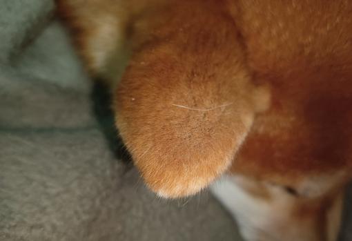 Imagen capturada con el macro