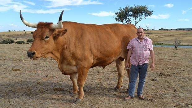 José Gordón, alma máter del restaurante El Capricho, con uno de sus ejemplares, en la finca de Jiménez de Jamuz