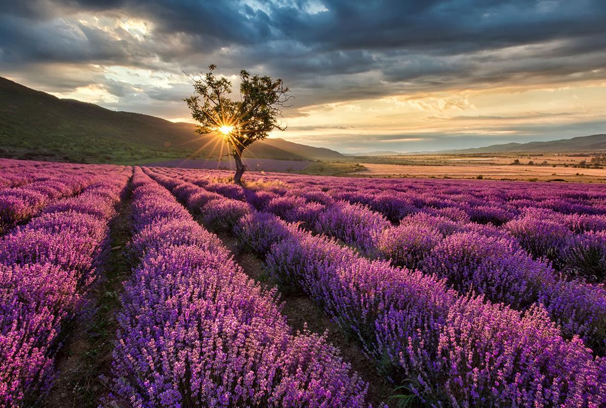 Résultat de recherche d'images pour "Los campos de flores de Lavanda"