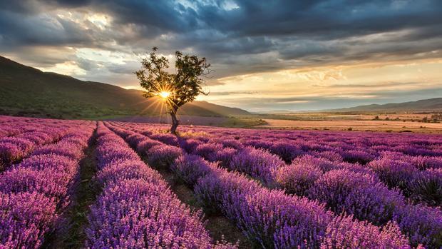 Campo de lavanda en Brihuega, Guadalajara