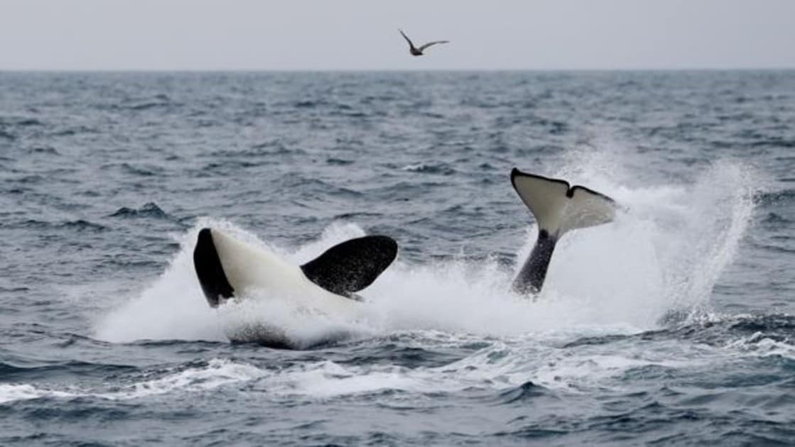 Por Que El Avistamiento De Ballenas Es Mas Rentable Que La Caza En Japon